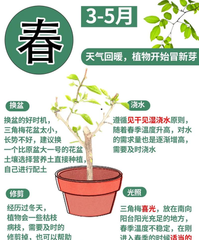 3月养花,抓住春季时机,做好关键准备 3月养花,抓住春季时机,做好关键准备
