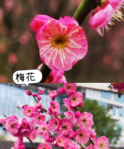 春季花卉有哪些,常见品种推荐,轻松打造花园 春季花卉有哪些,常见品种推荐,轻松打造花园