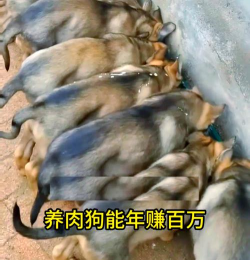 养殖肉狗,市场前景广阔,技术要点需掌握 养殖肉狗,市场前景广阔,技术要点需掌握