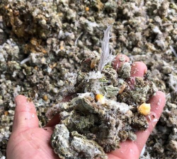 鸽子屎养花,肥力强劲,使用有讲究 鸽子屎养花,肥力强劲,使用有讲究