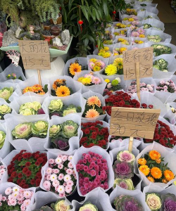 南宁花卉市场,品种丰富多样,价格实惠亲民 南宁花卉市场,品种丰富多样,价格实惠亲民