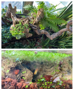 旧鱼缸养花,废物利用,打造迷你花园 旧鱼缸养花,废物利用,打造迷你花园