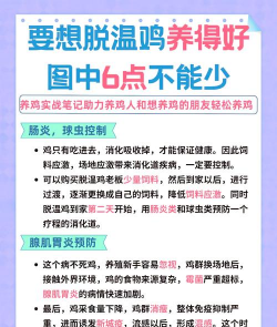鸡的养殖,掌握关键技巧,提升养殖效益 鸡的养殖,掌握关键技巧,提升养殖效益