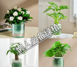 宿舍养花草,轻松添绿意,提升生活幸福感 宿舍养花草,轻松添绿意,提升生活幸福感