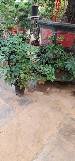 玉泉营花卉,选购技巧,养护要点 玉泉营花卉,选购技巧,养护要点