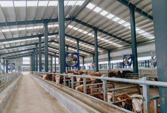 养殖牛场,高效管理,提升收益 养殖牛场,高效管理,提升收益