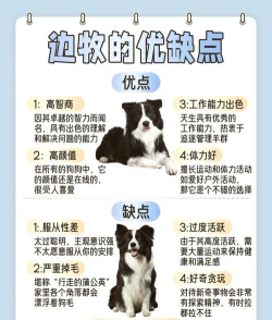 犬养殖基地,挑选靠谱场所,关注健康与品种 犬养殖基地,挑选靠谱场所,关注健康与品种
