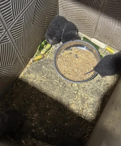 养殖竹鼠,掌握关键技巧,实现稳定增收 养殖竹鼠,掌握关键技巧,实现稳定增收