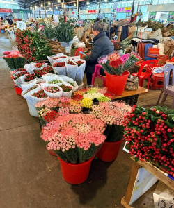 广东花卉市场,选购指南,避坑技巧 广东花卉市场,选购指南,避坑技巧