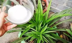 养花熟石灰,调节土壤酸碱,促进植物生长 养花熟石灰,调节土壤酸碱,促进植物生长