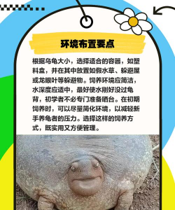 养花龟注意,常见问题解答,新手避坑指南 养花龟注意,常见问题解答,新手避坑指南