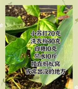 养花招蚂蚁,原因很简单,解决有办法 养花招蚂蚁,原因很简单,解决有办法