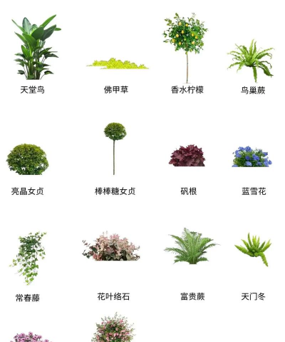 家养花树,选对品种,轻松打造阳台花园 家养花树,选对品种,轻松打造阳台花园