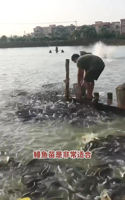 养殖鳗鱼,掌握关键技巧,提升养殖效益 养殖鳗鱼,掌握关键技巧,提升养殖效益