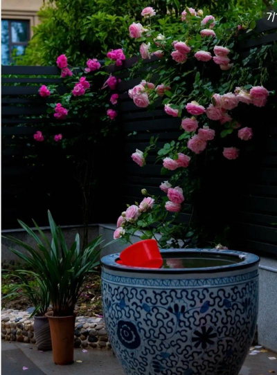 陶瓷缸养花,选对方法,轻松打造小花园 陶瓷缸养花,选对方法,轻松打造小花园