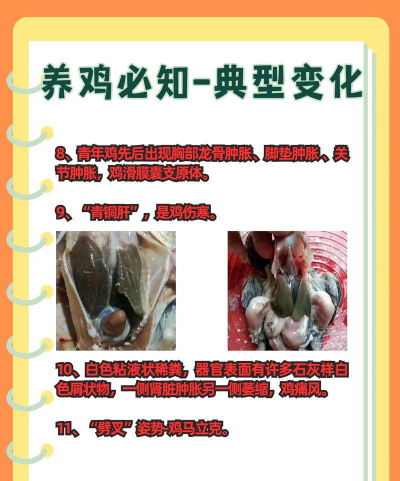 养鸡养殖,新手入门,常见问题解答 养鸡养殖,新手入门,常见问题解答