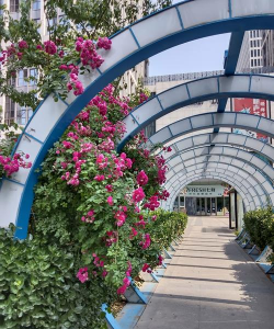 十里花卉长廊,打造城市绿肺,提升生活品质 十里花卉长廊,打造城市绿肺,提升生活品质