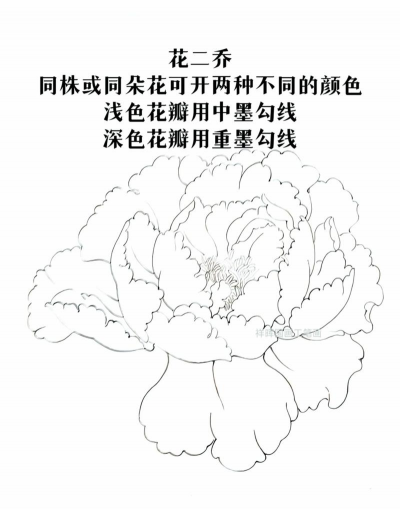 国画白描花卉,线条勾勒之美,入门技法解析 国画白描花卉,线条勾勒之美,入门技法解析