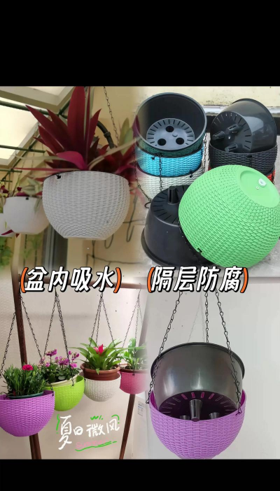 养花的吊蓝,美化家居空间,提升生活情趣 养花的吊蓝,美化家居空间,提升生活情趣