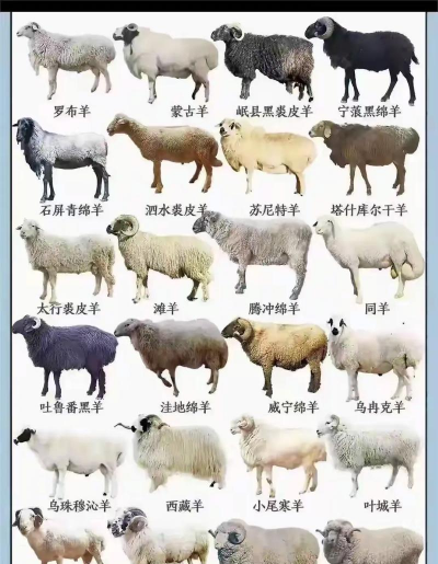 养殖场羊,品种选择,饲养管理 养殖场羊,品种选择,饲养管理