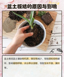 锯末掺土养花,改善土壤结构,促进植物生长 锯末掺土养花,改善土壤结构,促进植物生长