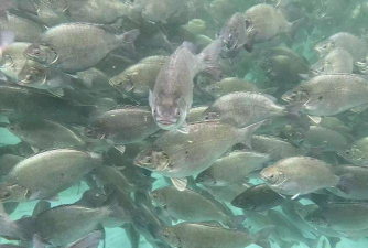 养殖系统,提升管理效率,优化养殖流程 养殖系统,提升管理效率,优化养殖流程