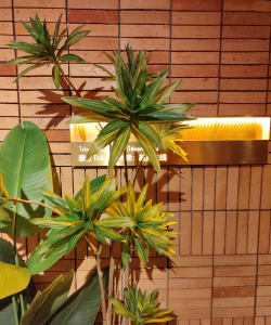 泰国花卉,热带风情,家居装饰新选择 泰国花卉,热带风情,家居装饰新选择