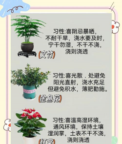 家庭养花知识大全 图,新手入门指南,轻松打造绿意家园 家庭养花知识大全 图,新手入门指南,轻松打造绿意家园