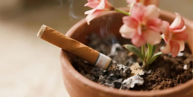 烟灰可以当肥料养花吗,了解利弊,正确使用 烟灰可以当肥料养花吗,了解利弊,正确使用