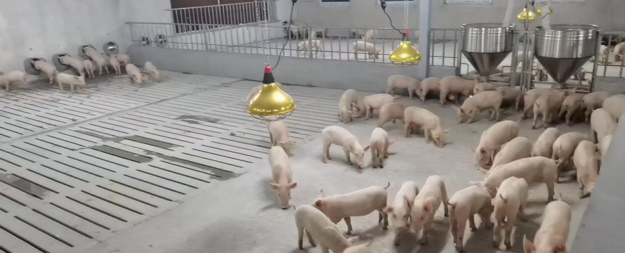 广州养殖,场地选择,技术要点 广州养殖,场地选择,技术要点