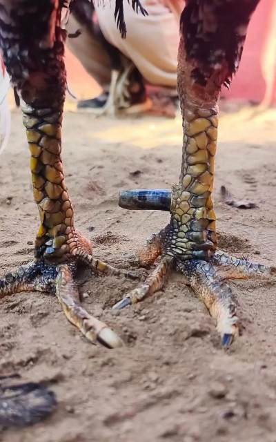 养殖斗鸡,新手入门指南,常见问题解答 养殖斗鸡,新手入门指南,常见问题解答