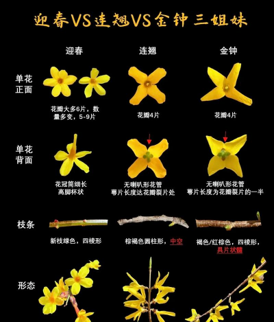 花卉识图,快速识别植物,轻松了解花名 花卉识图,快速识别植物,轻松了解花名