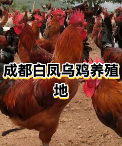 成都养殖,新手入门,常见问题解答 成都养殖,新手入门,常见问题解答