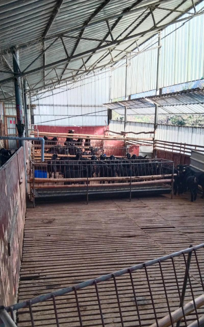 山羊养殖基地,选址要点,管理技巧 山羊养殖基地,选址要点,管理技巧