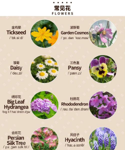 家庭养花大全图和花名,新手入门指南,轻松识别常见花卉 家庭养花大全图和花名,新手入门指南,轻松识别常见花卉