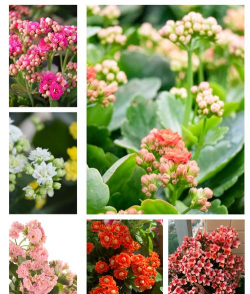 养花容易死跟命有关吗,常见困惑解析,科学养护建议 养花容易死跟命有关吗,常见困惑解析,科学养护建议