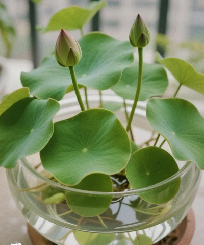 水栽花卉,轻松上手,美化家居 水栽花卉,轻松上手,美化家居