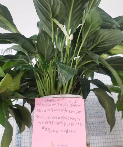 班里养花,轻松上手,美化环境 班里养花,轻松上手,美化环境