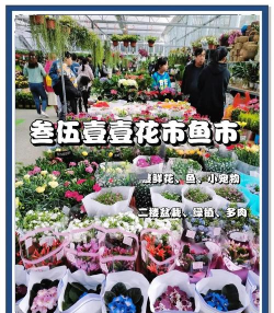 郑州花卉批发市场,品种齐全,价格实惠 郑州花卉批发市场,品种齐全,价格实惠