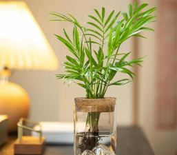 水养花盆,选对材质,轻松打理 水养花盆,选对材质,轻松打理