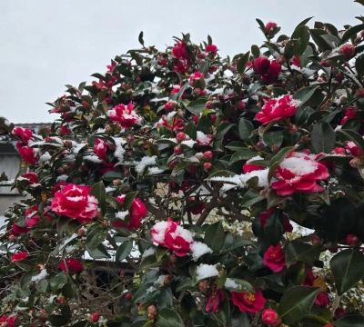 冬季开花的花卉,点亮寒冷季节,增添生活色彩 冬季开花的花卉,点亮寒冷季节,增添生活色彩