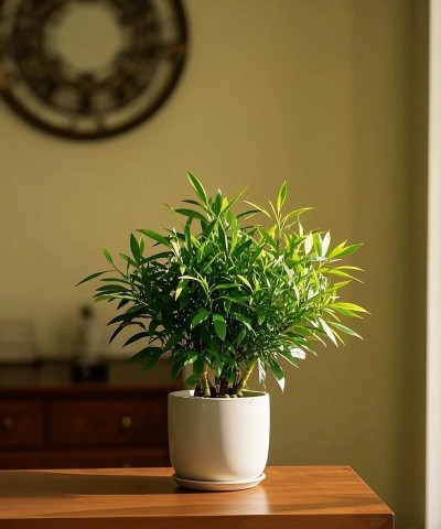 水养花盆,选对材质,轻松养花 水养花盆,选对材质,轻松养花