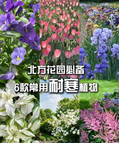 北方宿根花卉,耐寒品种推荐,庭院美化选择 北方宿根花卉,耐寒品种推荐,庭院美化选择