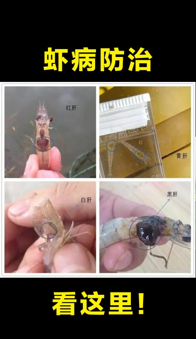 鱼虾养殖,新手入门,常见问题解答 鱼虾养殖,新手入门,常见问题解答