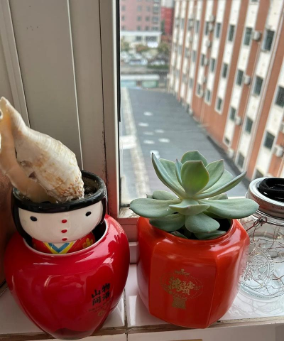 茶叶盒养花,废物利用,创意种植 茶叶盒养花,废物利用,创意种植