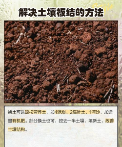 棷土养花,改善土壤,提升植物生长 棷土养花,改善土壤,提升植物生长