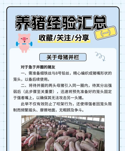 母猪养殖,提高繁殖效率,降低饲养成本 母猪养殖,提高繁殖效率,降低饲养成本