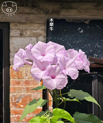 立夏养花视频,轻松学技巧,新手也能养好花 立夏养花视频,轻松学技巧,新手也能养好花