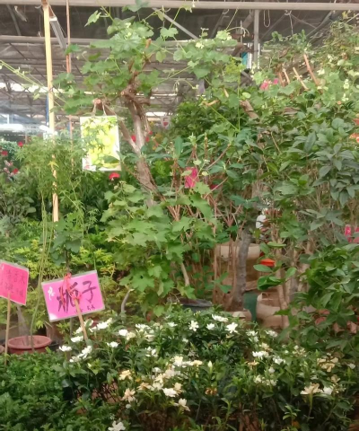 厦门花卉市场,买花好去处,品种多价格优 厦门花卉市场,买花好去处,品种多价格优
