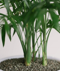 椰土养花,新手入门,轻松上手 椰土养花,新手入门,轻松上手